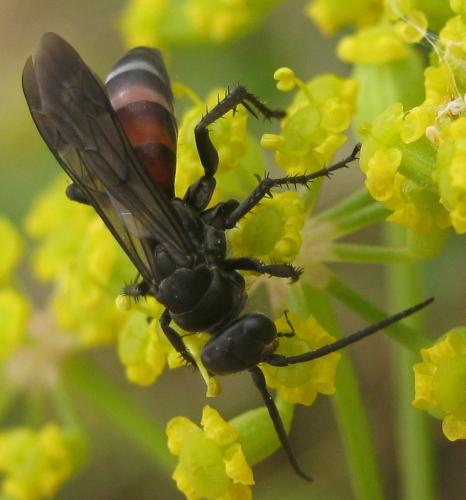Réf. 237 760 : Anoplius infuscatus
